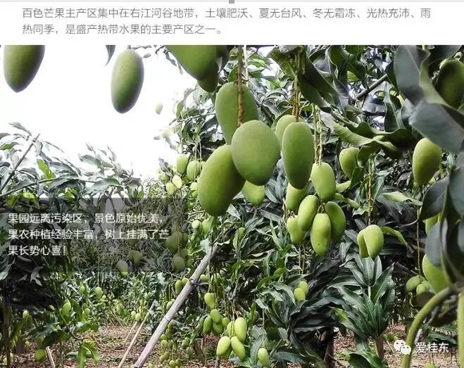 好消息!广西百色大台农芒果 产地直发 一级果 5斤装 特价38元包邮