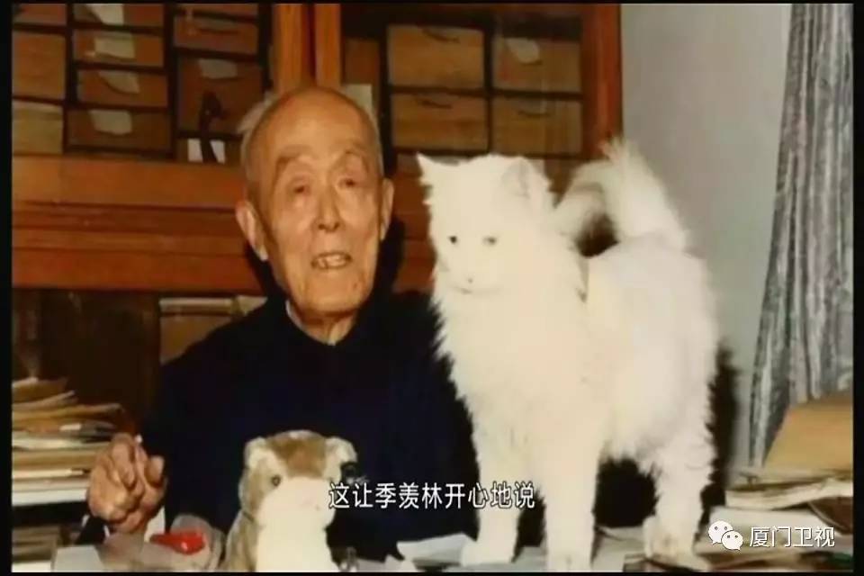 季羡林丰子恺冰心统统是猫奴钱钟书和林徽因还差点打起来