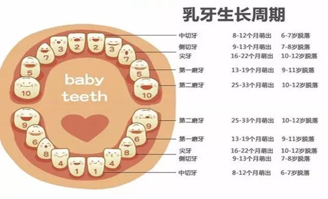 儿童乳牙一共掉了八颗两颗牙才长出来还有六颗四个月了还没长出来是
