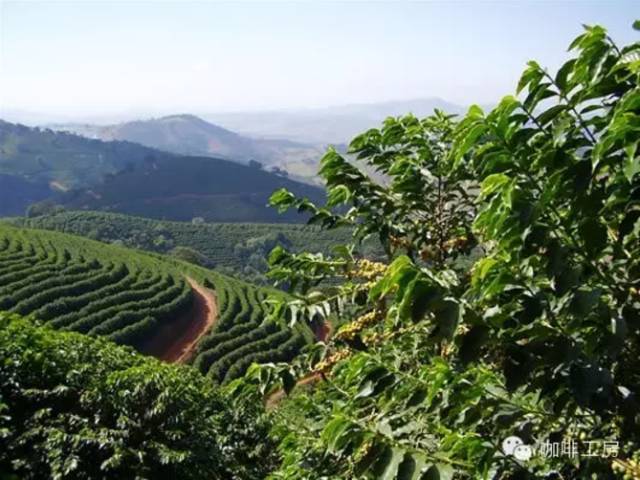 【科普贴】非洲精品咖啡产区介绍—呕心沥血整理!