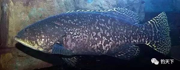 【趣事杂谈】13种常见石斑鱼品种 老渔民都认不出