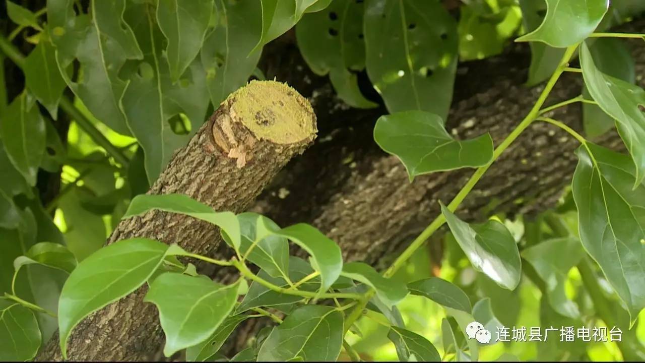 棵香樟树用于道路用树,病虫害问题也逐步出现,其中枯枝病害最为严重