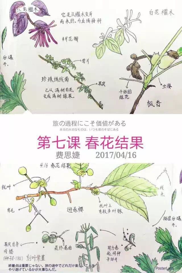 16春花结果,迎春樱的托叶上有较多叶脉