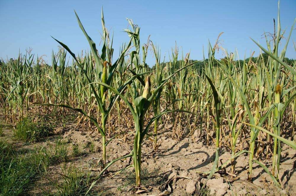 【农技】玉米播种后持续干旱怎么办?除了灌溉还有其他办法吗?