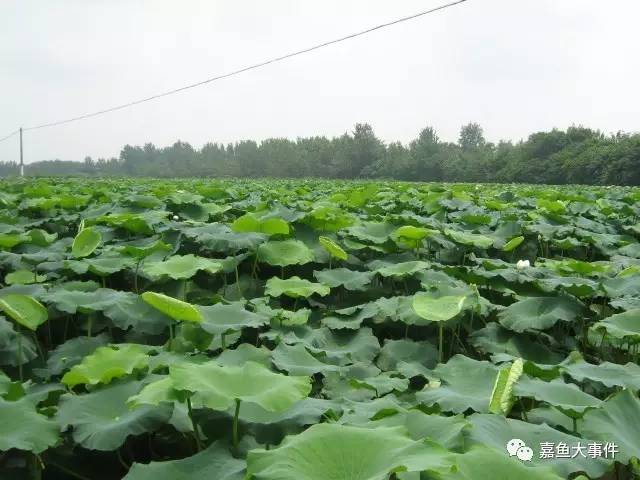 嘉鱼人口最多的镇_嘉鱼渡普镇中学图片