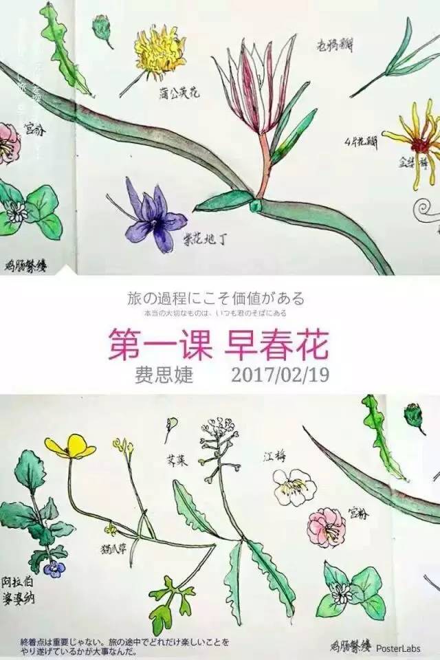 费思婕创作的自然笔记——早春花