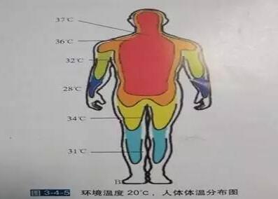 人类虽然是恒温动物,但人体各部位的体温并不完全相同,四肢末端的体温