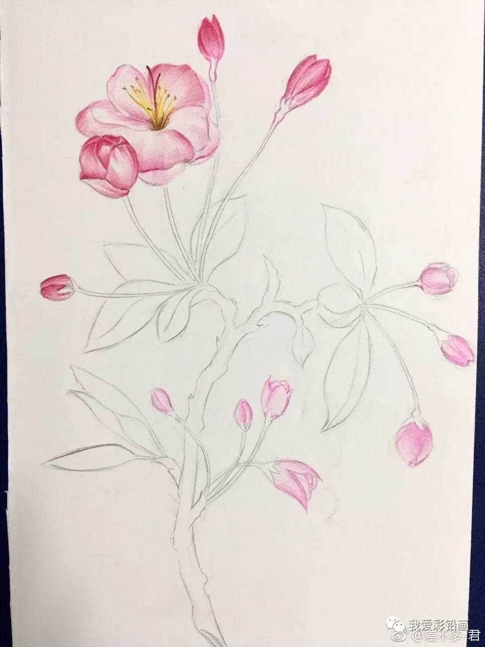 画出来的垂丝海棠花～是不是更美?