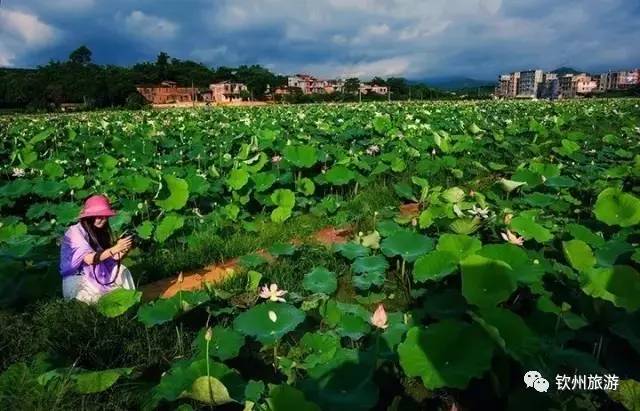 地址:浦北县乐民镇荷桂农牧合作社的莲子种植基地路线图:钦南松山乡村