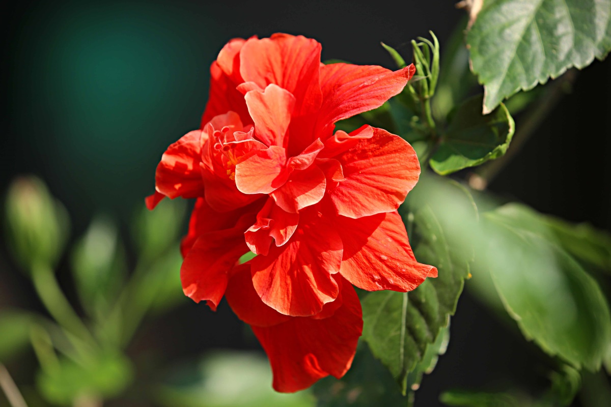 原创朱槿花开每叹芳菲四时厌不知开落有春风