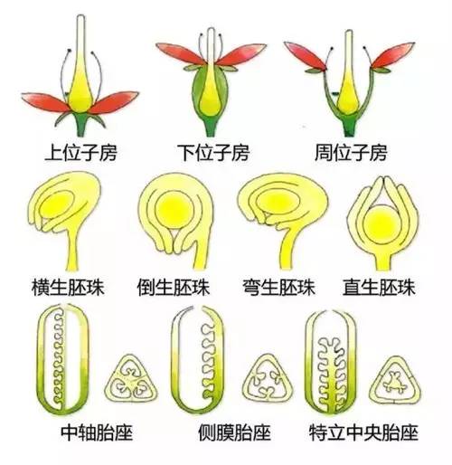 雌蕊(子房)的形状 ▼