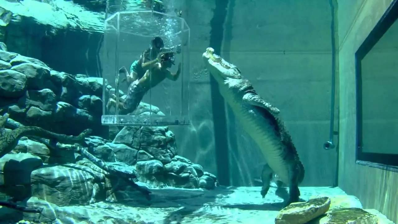 在鳄鱼主题公园 (crocosaurus cove)