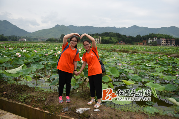 蓝山毛俊村的百亩荷花开了(图)