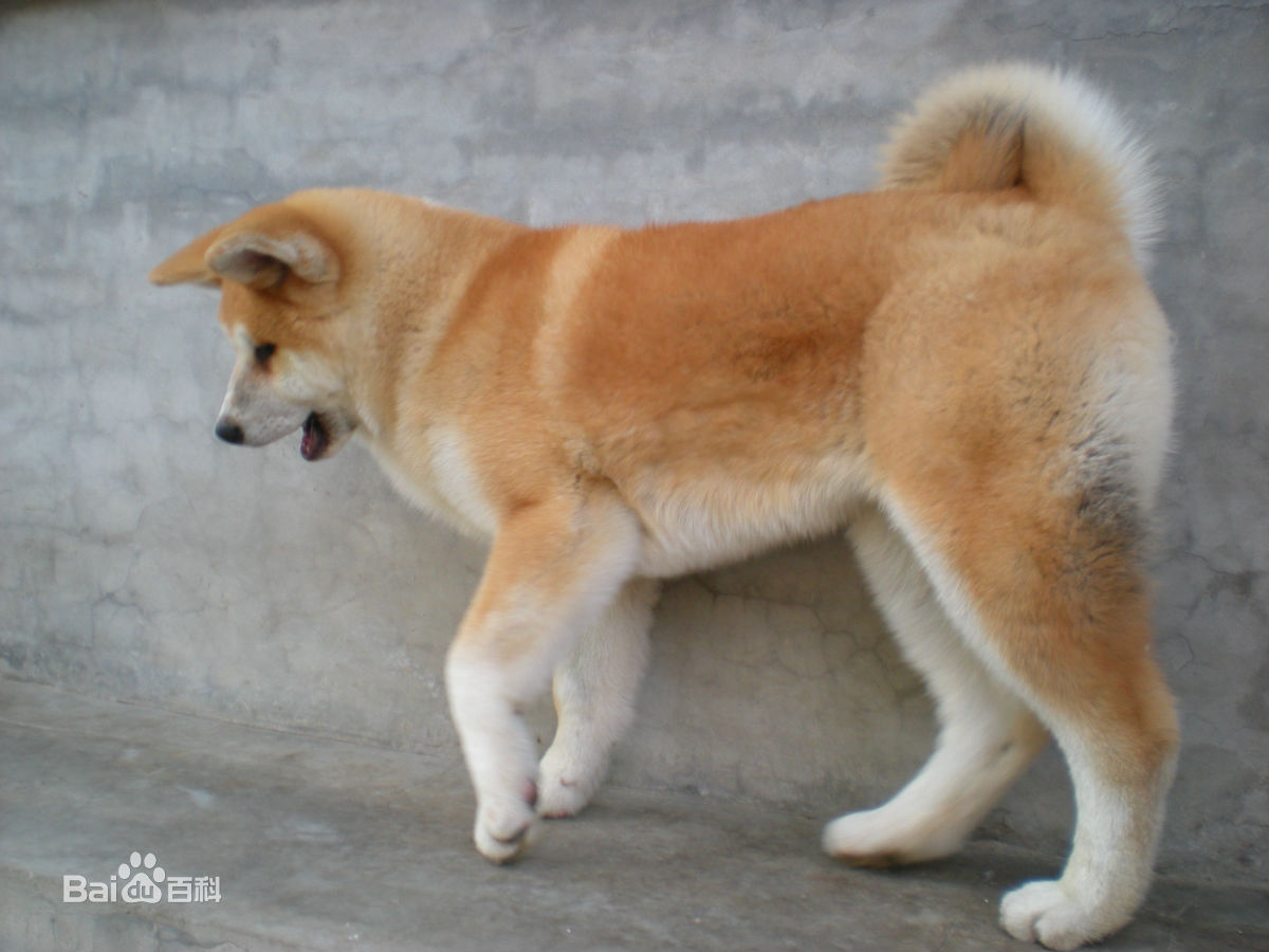 家养日系秋田犬是一种怎样的体验