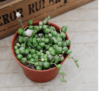 多肉植物珍珠吊兰种植方法一生爱兰