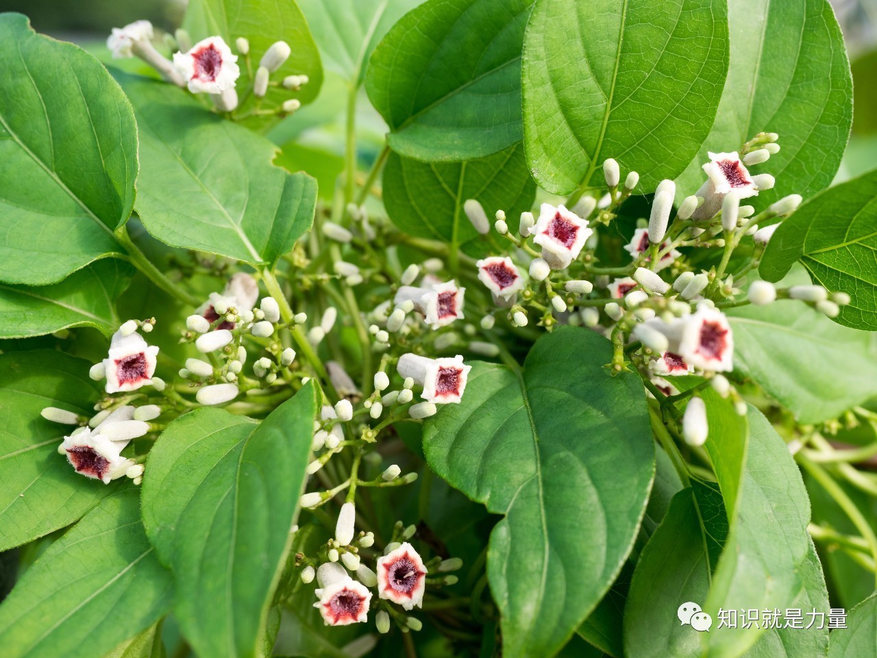 鸡屎藤-中国最美野花-图片