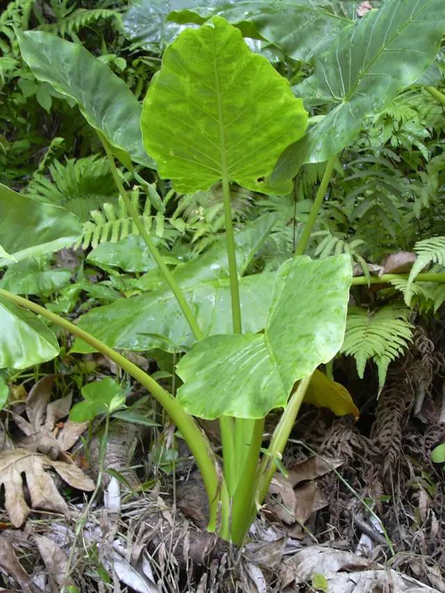 和很多天南星科植物一样,海芋长得也很像芋头.图片:wiki commons