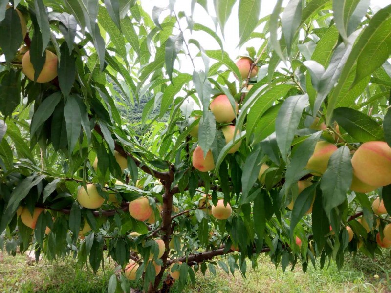 北仑大碶裕平山庄7月水果采摘预告(文末送出百张桃子