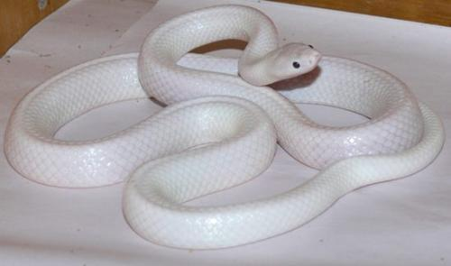 这条罕见的白色蛇可能是一种白色亚种.