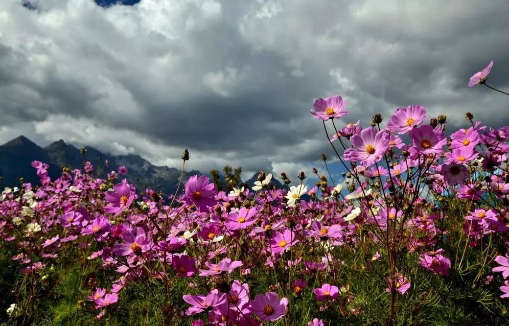 想看格桑花 不必去西藏 西安周边就有