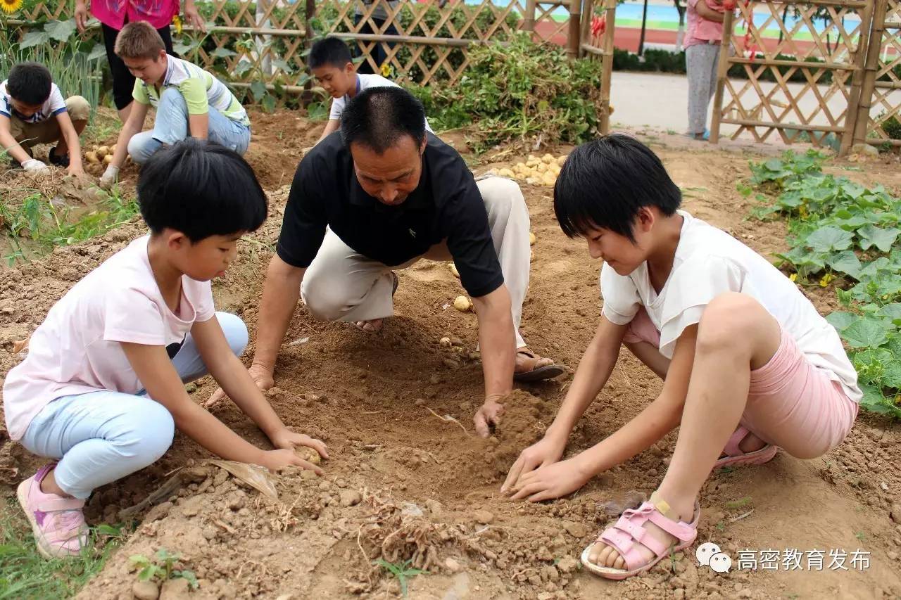 [高密教育] 李家营小学:校园"开心农场"丰收啦!