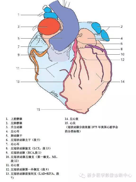 胸部血管解剖详细标注