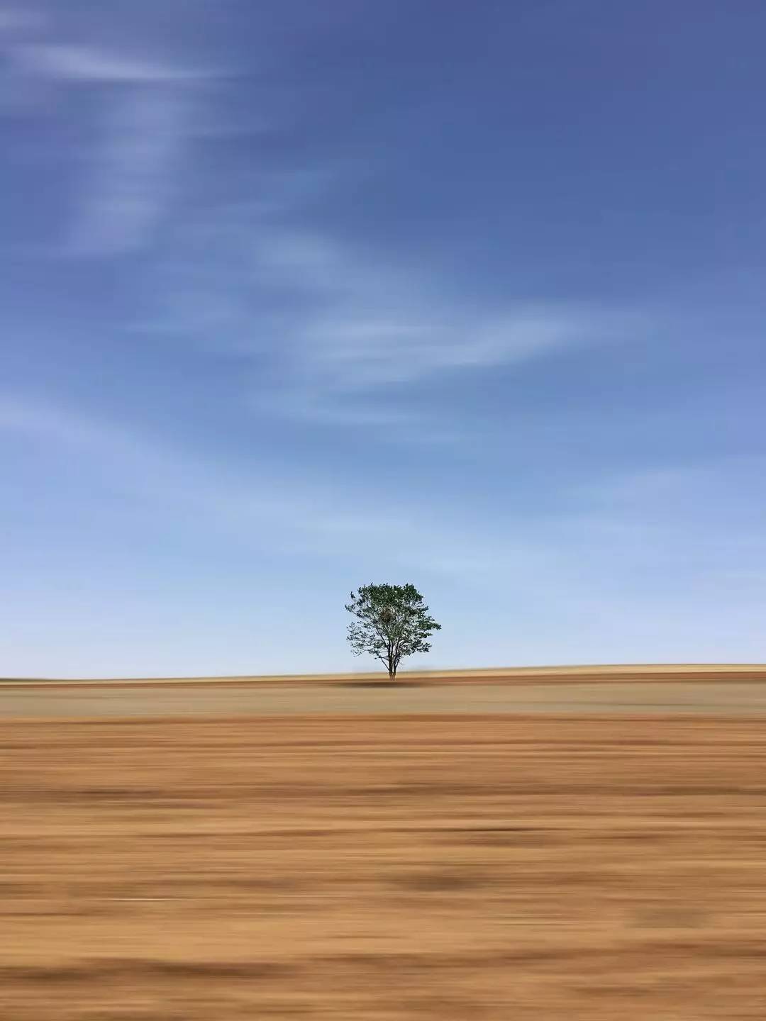 一棵树的风景丨@蔚蓝色的杭盖 摄