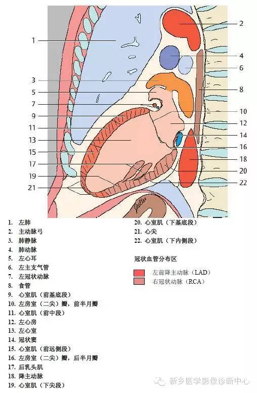 胸部血管解剖详细标注