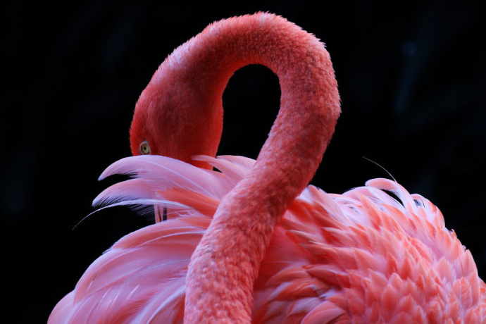 大自然最宝贵的粉红精灵:火烈鸟