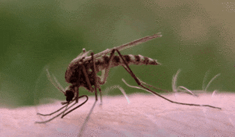 9 个蚊子冷知识,大家都是人怎么就吸你的血?