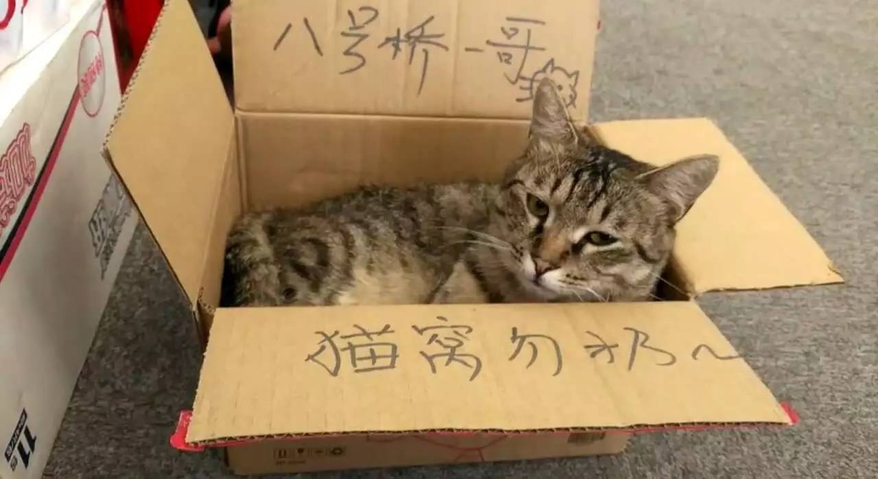 一日养猫这辈子就算是搭进去了魂淡