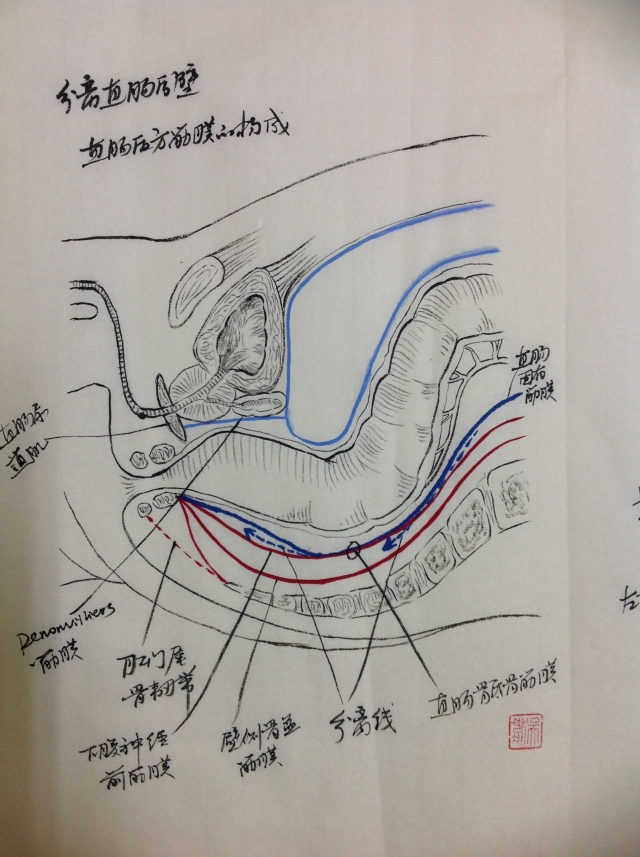 直肠的外科解剖手绘图艺术与医学的完美结合