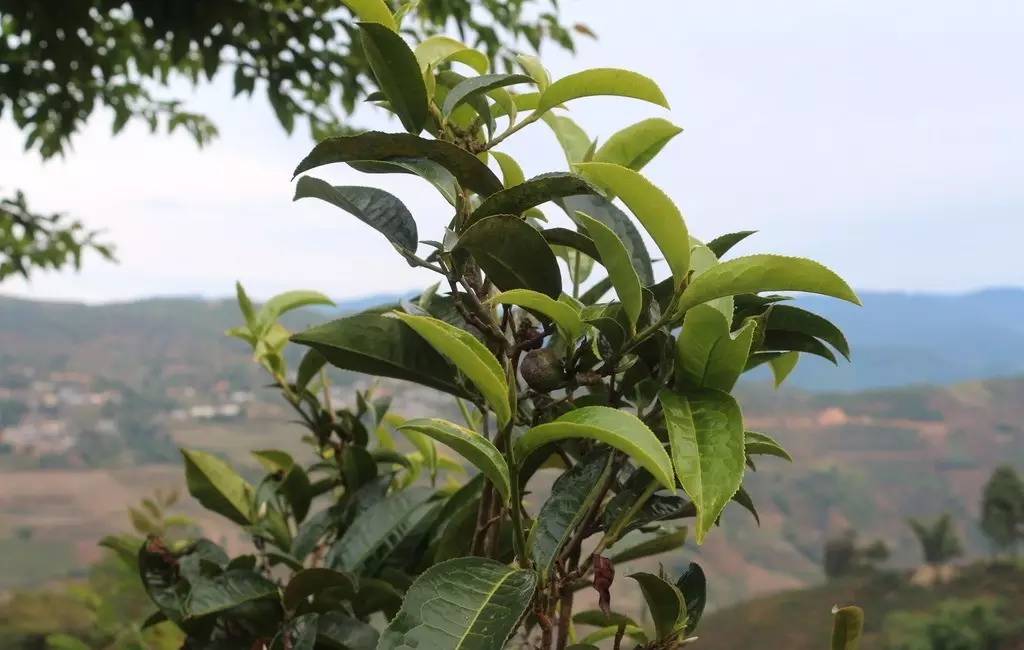 老徐谈茶】第二十期勐库十八寨之大户赛普洱茶