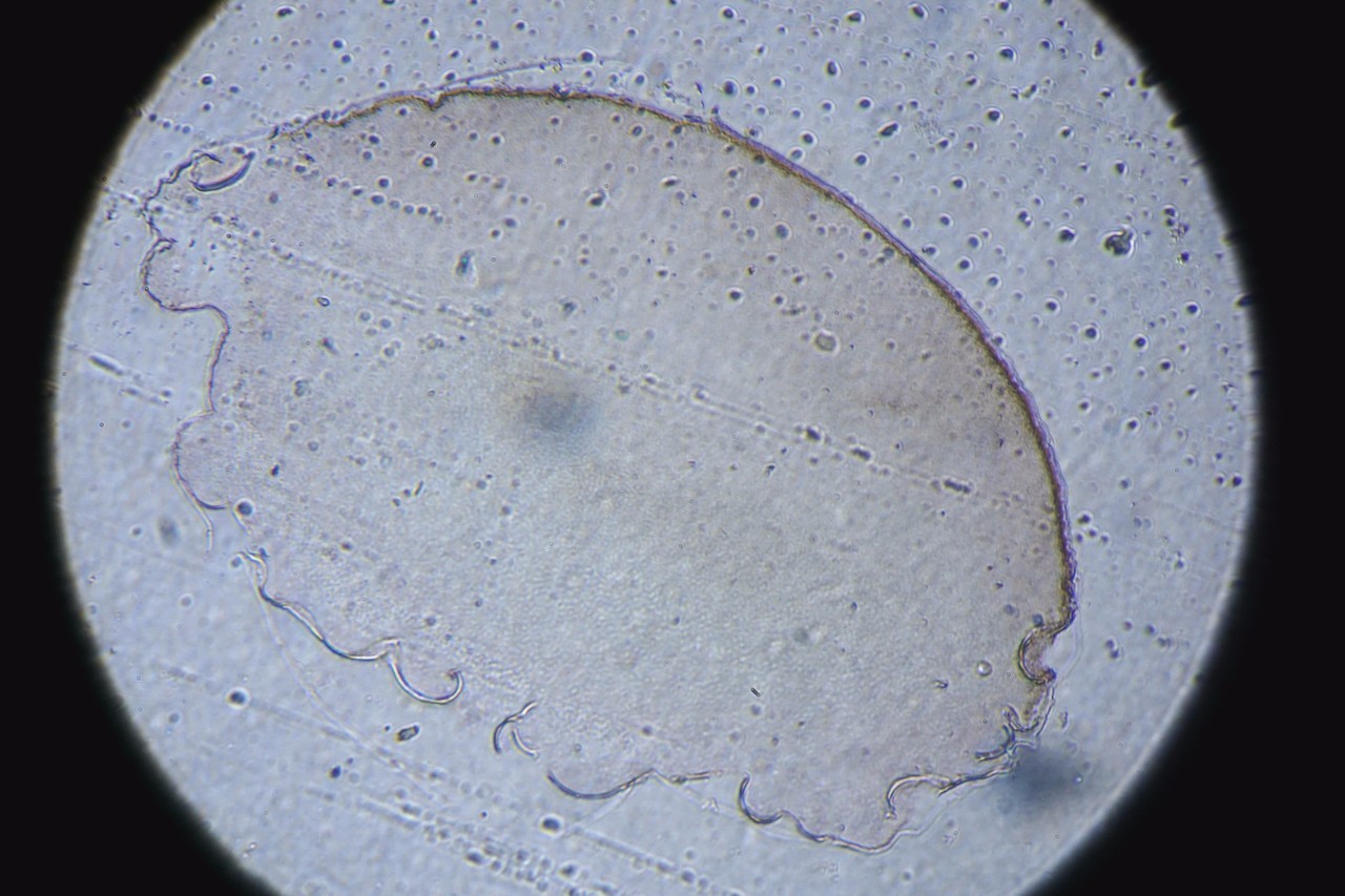 蛙卵细胞
