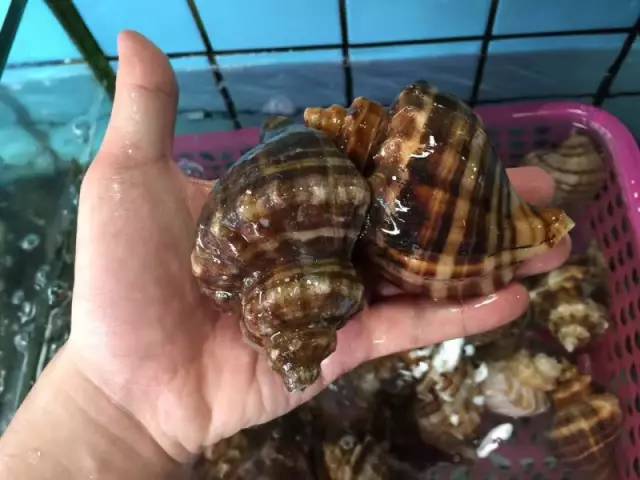 深海大海螺