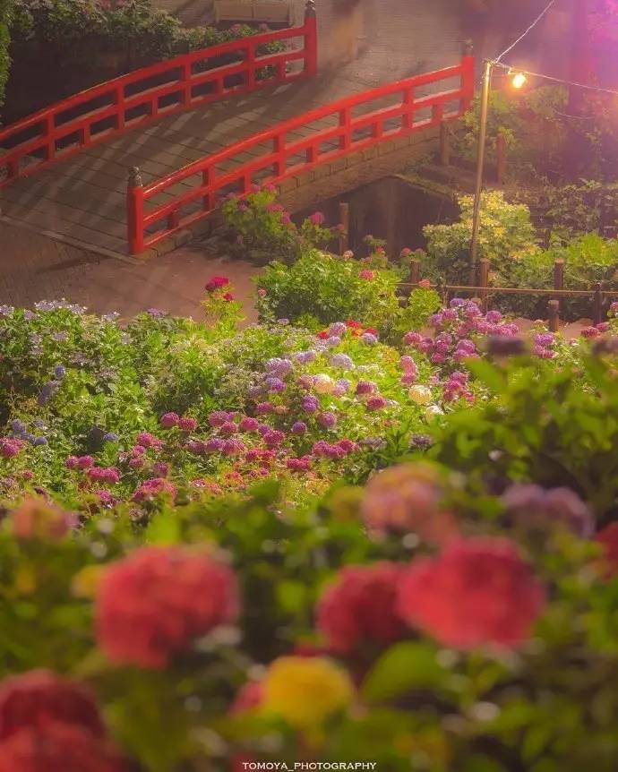 爱知县形原温泉あじさいの里夜の紫阳花