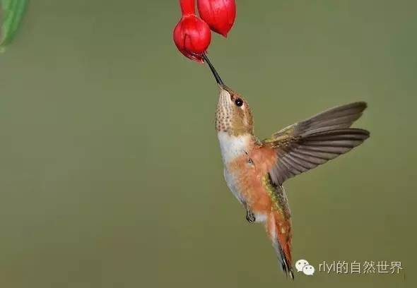 【rlyl物种说】今日--棕煌蜂鸟(rufous hummingbird)