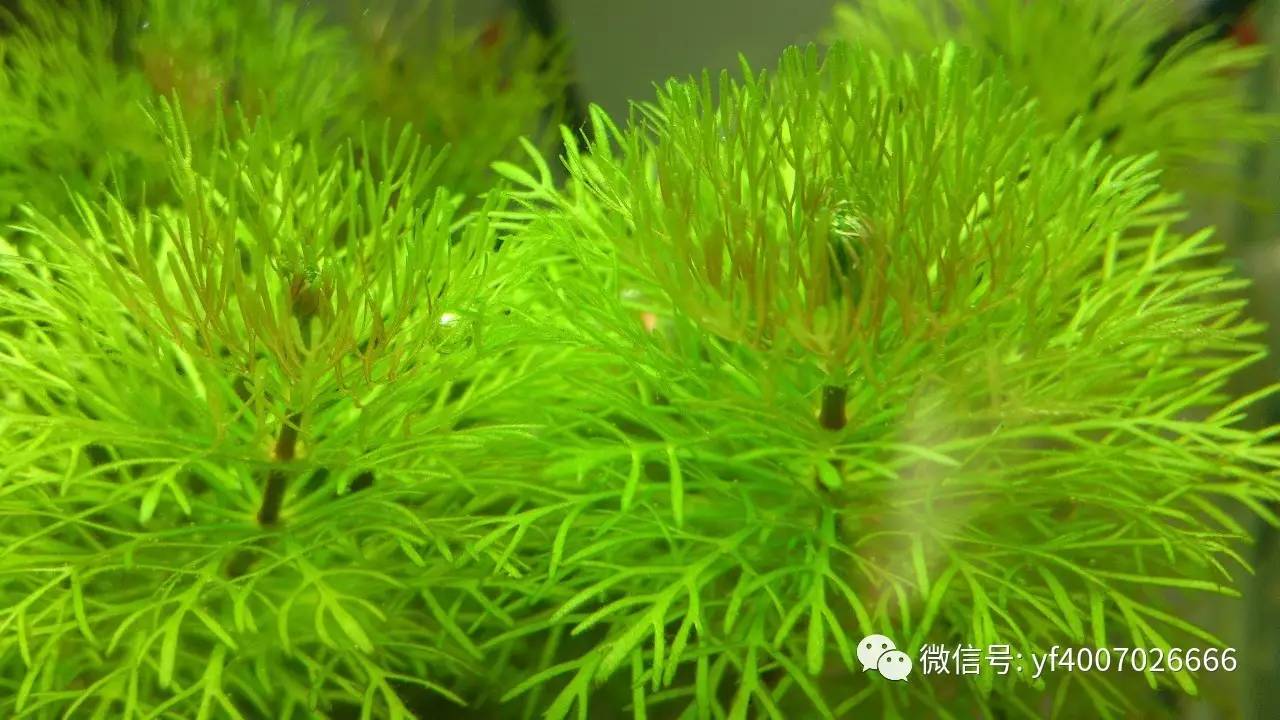 好养的水草