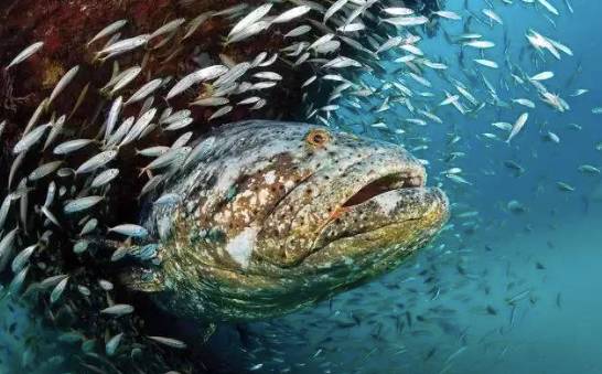 旅游 正文 12 巨人石斑鱼goliath grouper | jupiter, florida