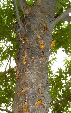 桃树流胶病的发生特点和防治方法