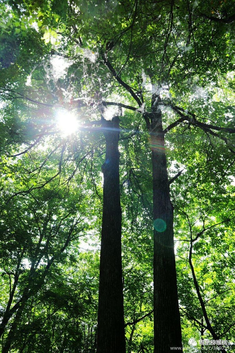 美丽周至 | 酷暑夏日何处去, 纳凉醉氧到黑河国家森林公园