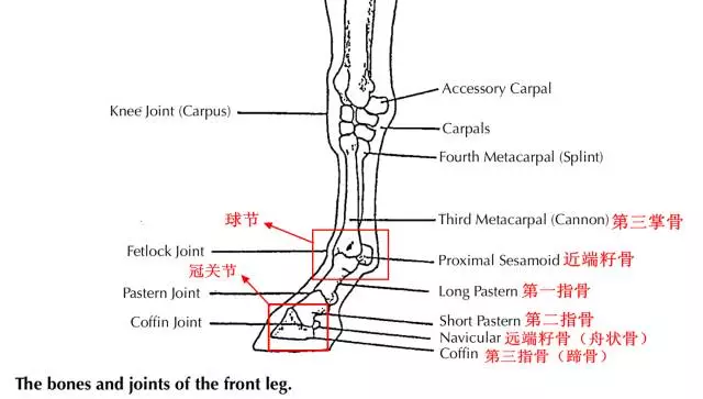 因籽骨骨折"巨鹰拍翼"终成昙花一现