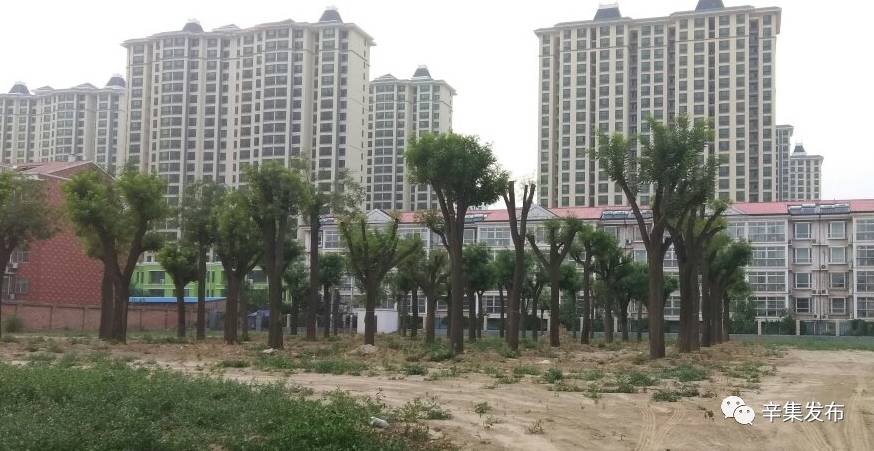 辛集发布市民又多了3个好去处这个公园还有塑胶球场更多的公园建设快