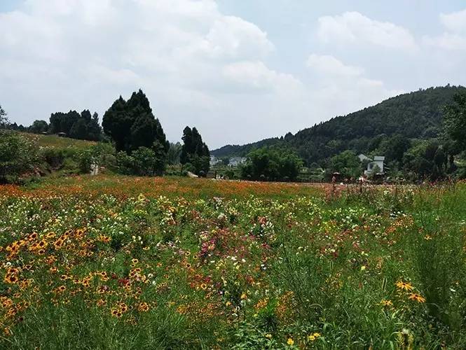 进到鲜花山谷,忽然像来到另一个世界.