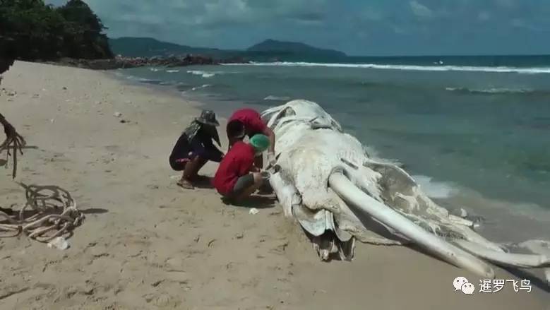 巨型生物白色尸体搁浅普吉海滩 露出"巨牙"