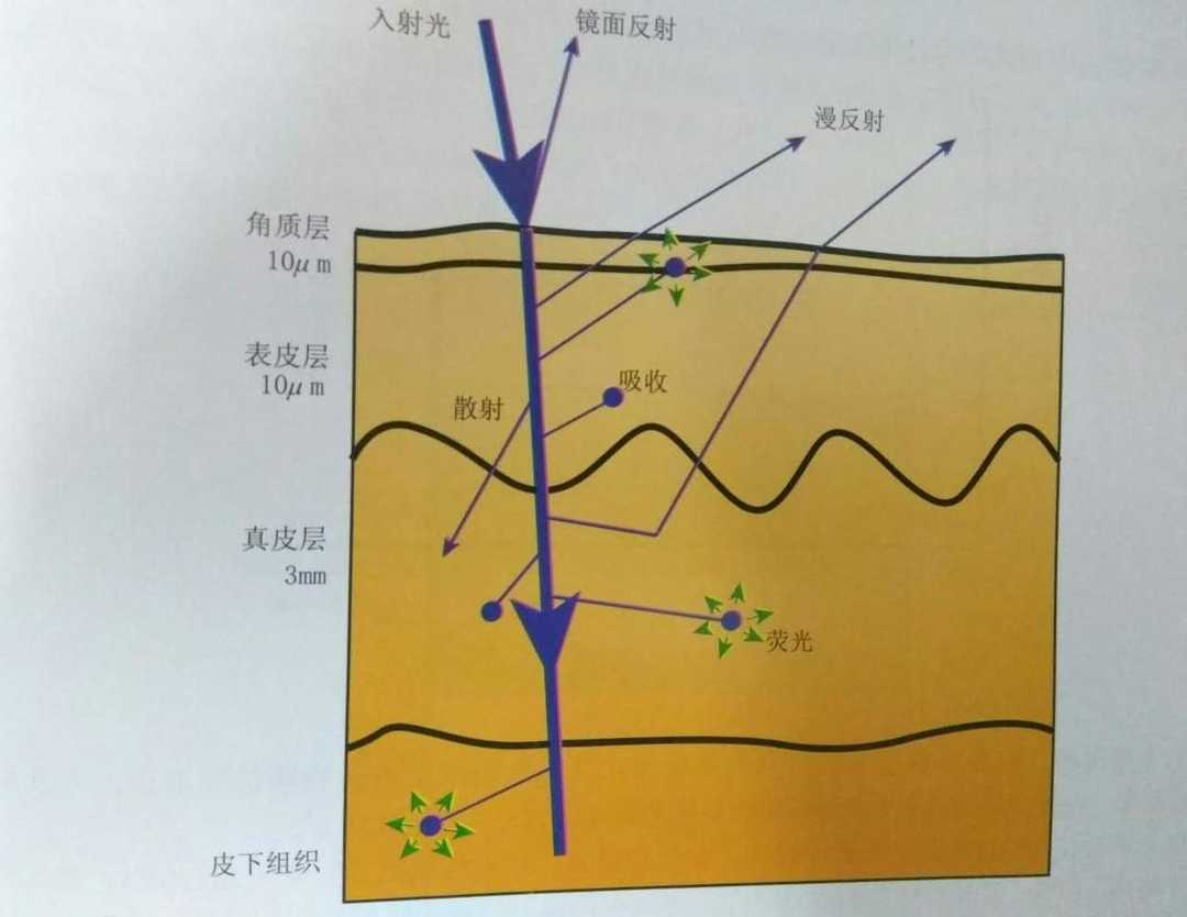 小段总结:基因这问题咱解决不了,但运动动员起皮肤微循环,皮肤健康又