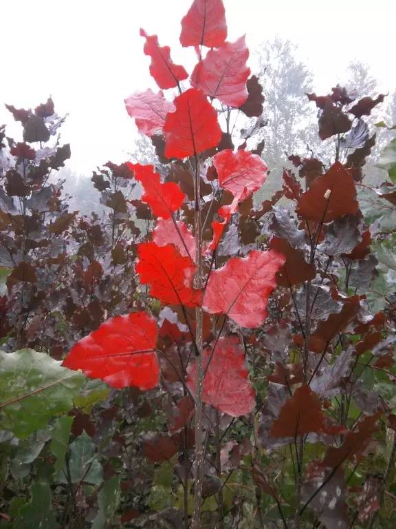 【干货】北方常用彩叶植物