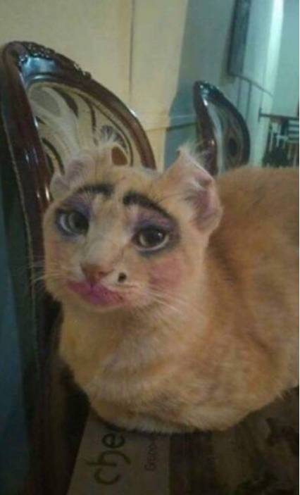 【吐槽】猫也会长得丑，这样的你见过吗!