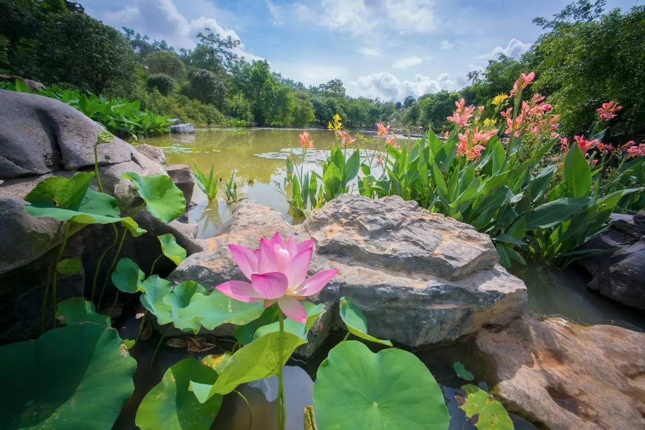 旅游 正文  夏日艳阳高照,烟雨湖化身"七彩莲池":池中睡莲纷纷绽开