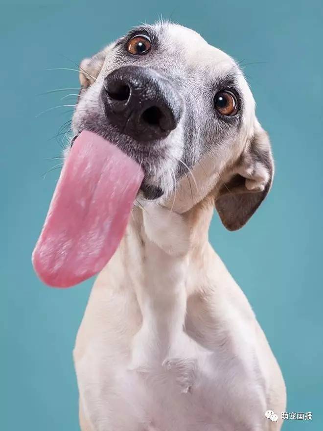 德国摄影师elke给家里狗狗拍摄的搞怪写真
